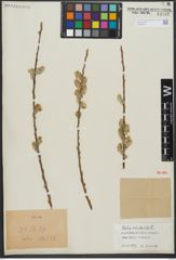Foto von Salix viminalis L.